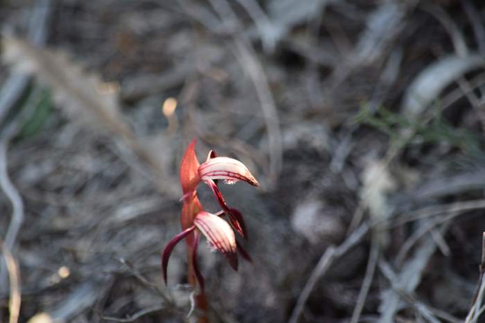 Pyrorchis  - Red beaked orchid-DSC_6954.JPG